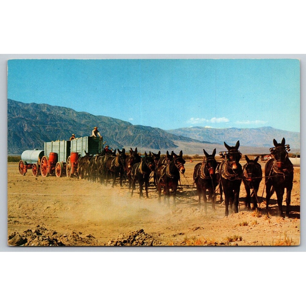 Postcard Twenty Mule Team Wagons Mules Unposted c1960s